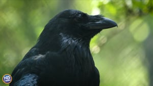 What Are Crows Feet?