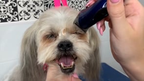 Related Embedded Video Item Thumbnail