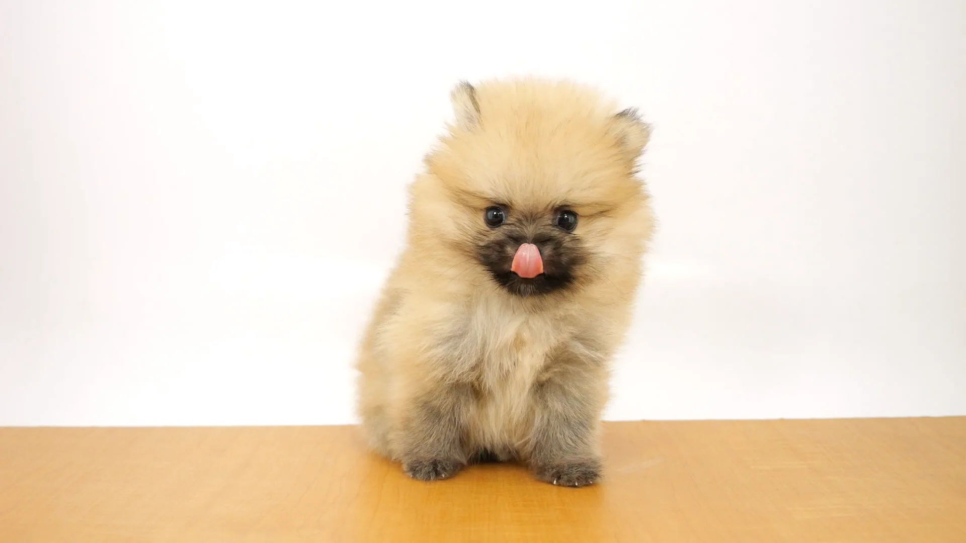 ポメラニアンクロページ puppy_914097_b.png