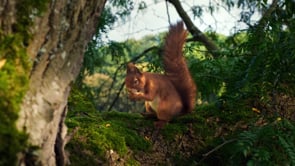 Paulaner - Squirrels DC