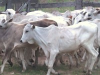 Lote 62P