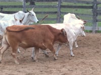 Lote 64P