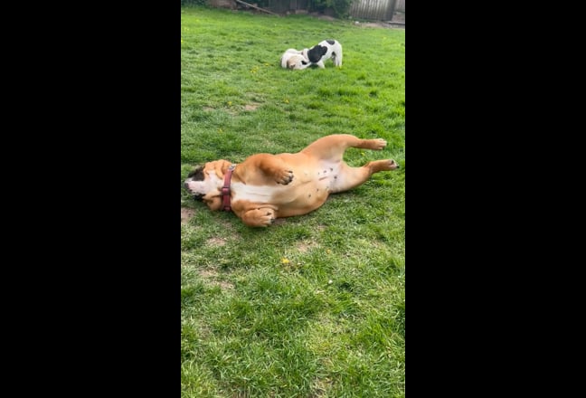 Video 1: Living toom