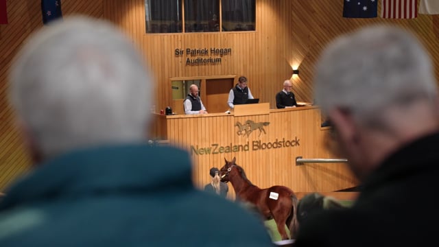 2025 National Weanling Sale | Round-Up