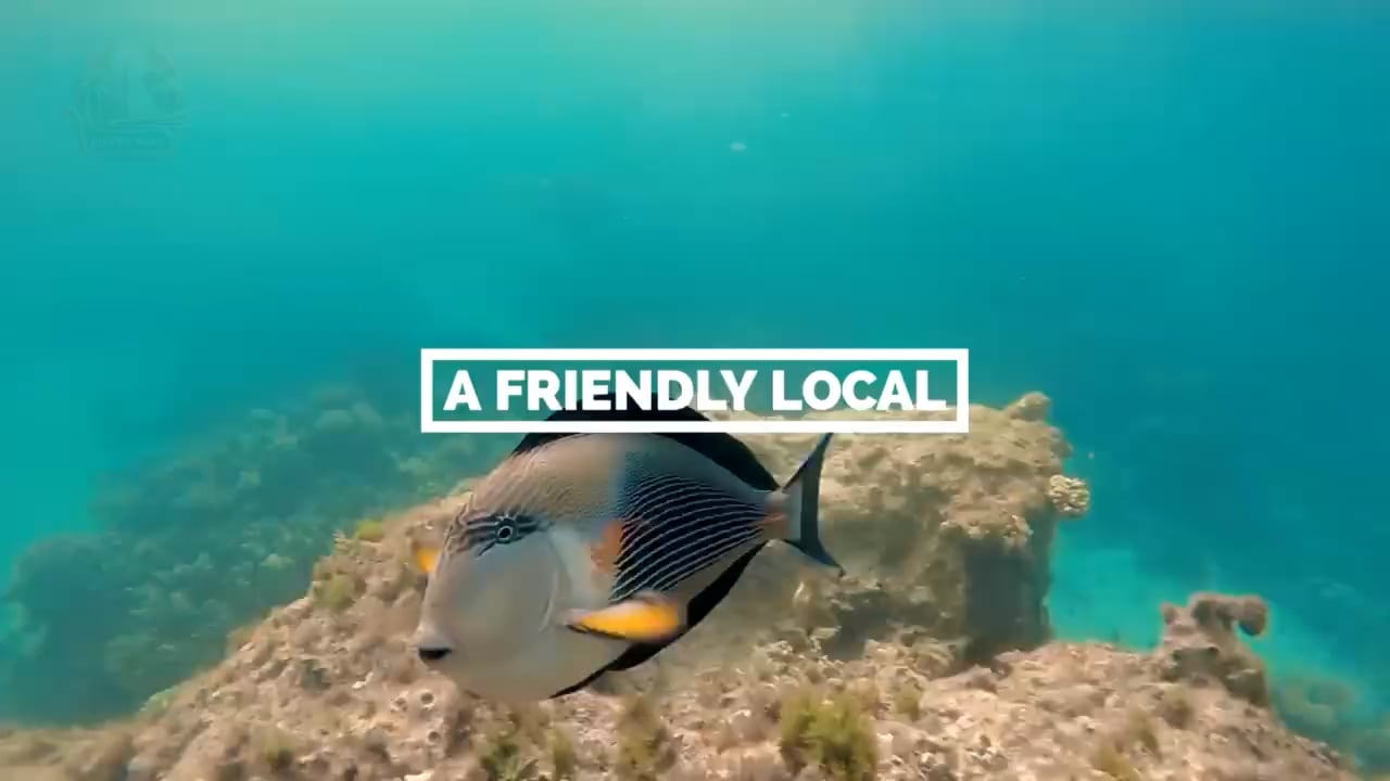 https://i.vimeocdn.com/video/2032965454-8a1ea859e40d6cd3b802b6cb58995bb563e7a7ef6fd826f0ec3932a44430b919-d