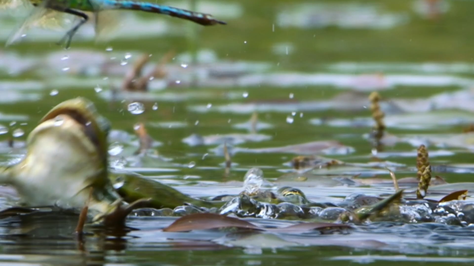 Dragonflies vs Frogs - Top Gun Mash Up!