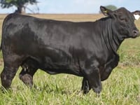 Lote 26