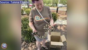 Boa Constrictor Found In McDonald's Drive Thru