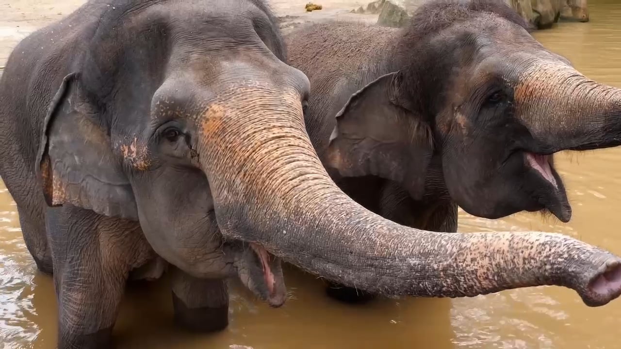 https://i.vimeocdn.com/video/2033220380-3e1064837c01be894ed459361e00b25d2caaba31d1b60227631e3d8c0ff4946b-d