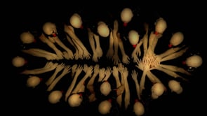 Related Embedded Video Item Thumbnail