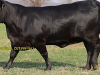 Lote 19