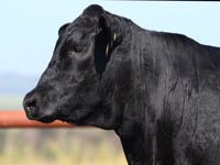 Lote 24