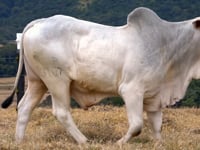 Lote 01