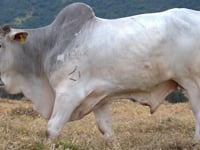 Lote 20