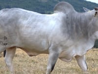 Lote 26
