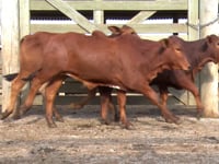Lote 02
