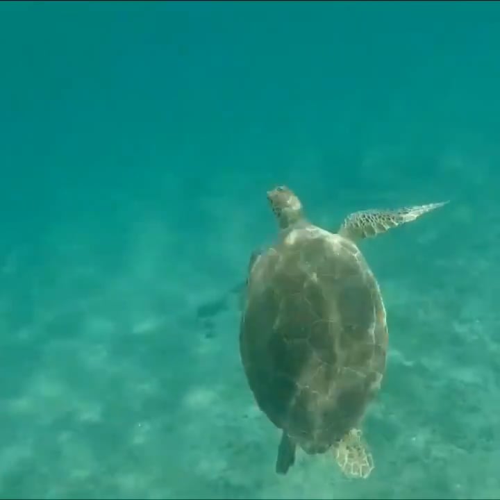 https://i.vimeocdn.com/video/2033651954-32c915fb0717c7b5d18b9baa4e8e8a09c09be7b0c994fdcca6f28d48a0a958bd-d