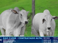 Lote 01