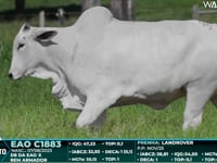 Lote 49