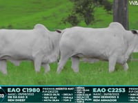 Lote 54
