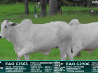 Lote 55