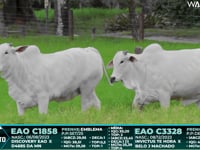 Lote 59