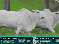 Lote 60