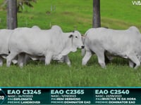 Lote 61