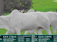 Lote 65