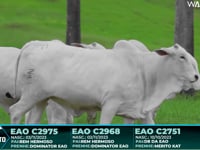 Lote 71