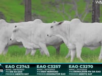 Lote 72