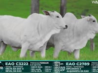 Lote 73
