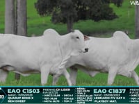 Lote 77