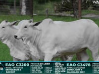 Lote 78