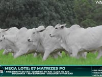 Lote 86
