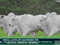 Lote 87