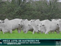 Lote 88