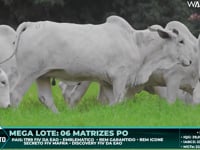 Lote 89