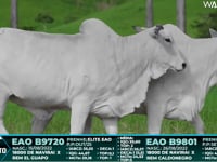 Lote 103
