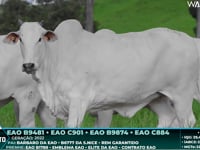 Lote 105
