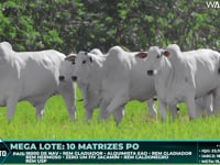 Lote 108