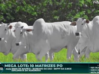 Lote 109