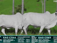 Lote 117