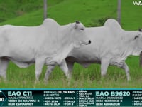 Lote 122