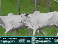Lote 127