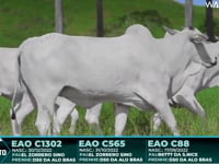 Lote 130