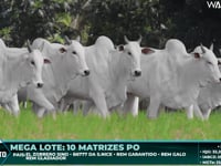 Lote 134