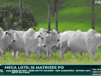 Lote 135