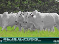 Lote 136