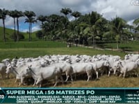 Lote 150